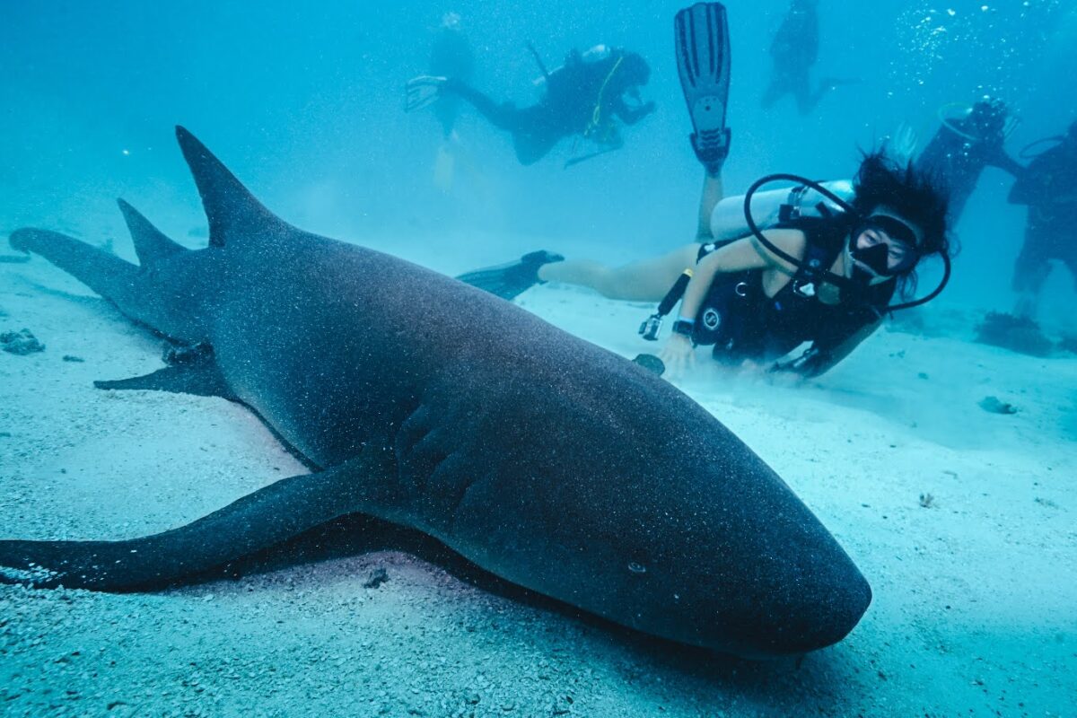 Diver exploring with shark underwater