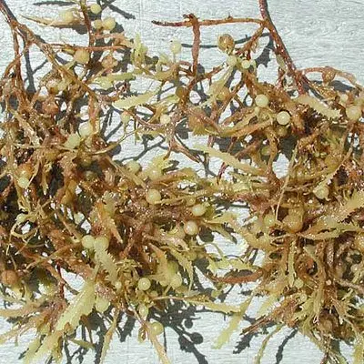모자반숲