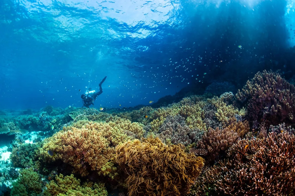 Scuba diver swimming above a coral reef on a dive tour, the moment a diver essentials course is meant to prepare for