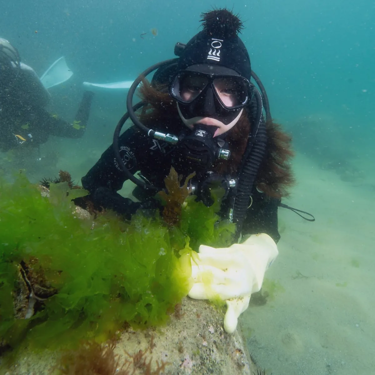 Scuba diver hovering beside a golden sargassum kelp forest in Korea&rsquo;s East Sea