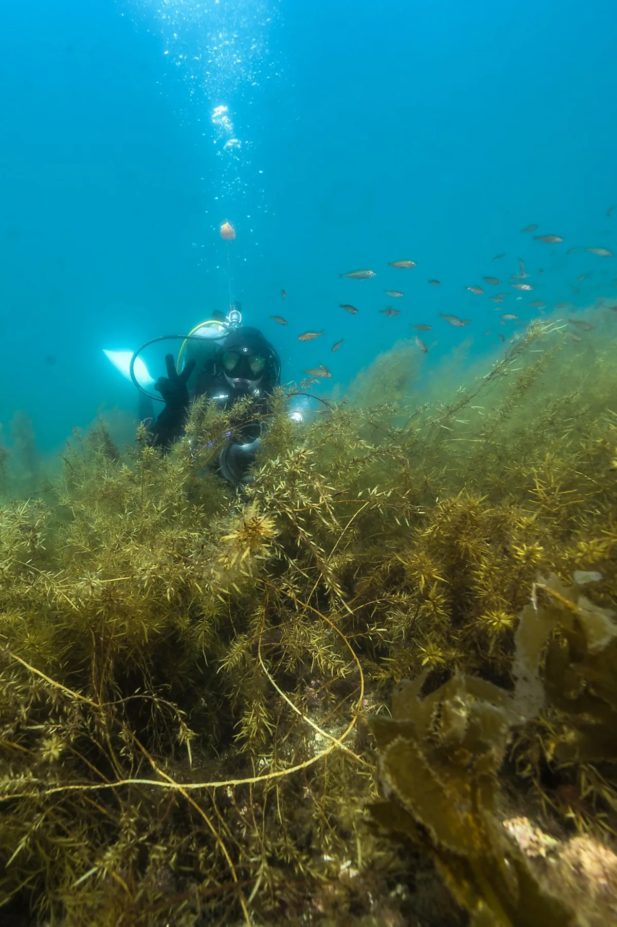 Scuba diver gliding over a sargassum forest with native fish in Korea's East Sea in early summer