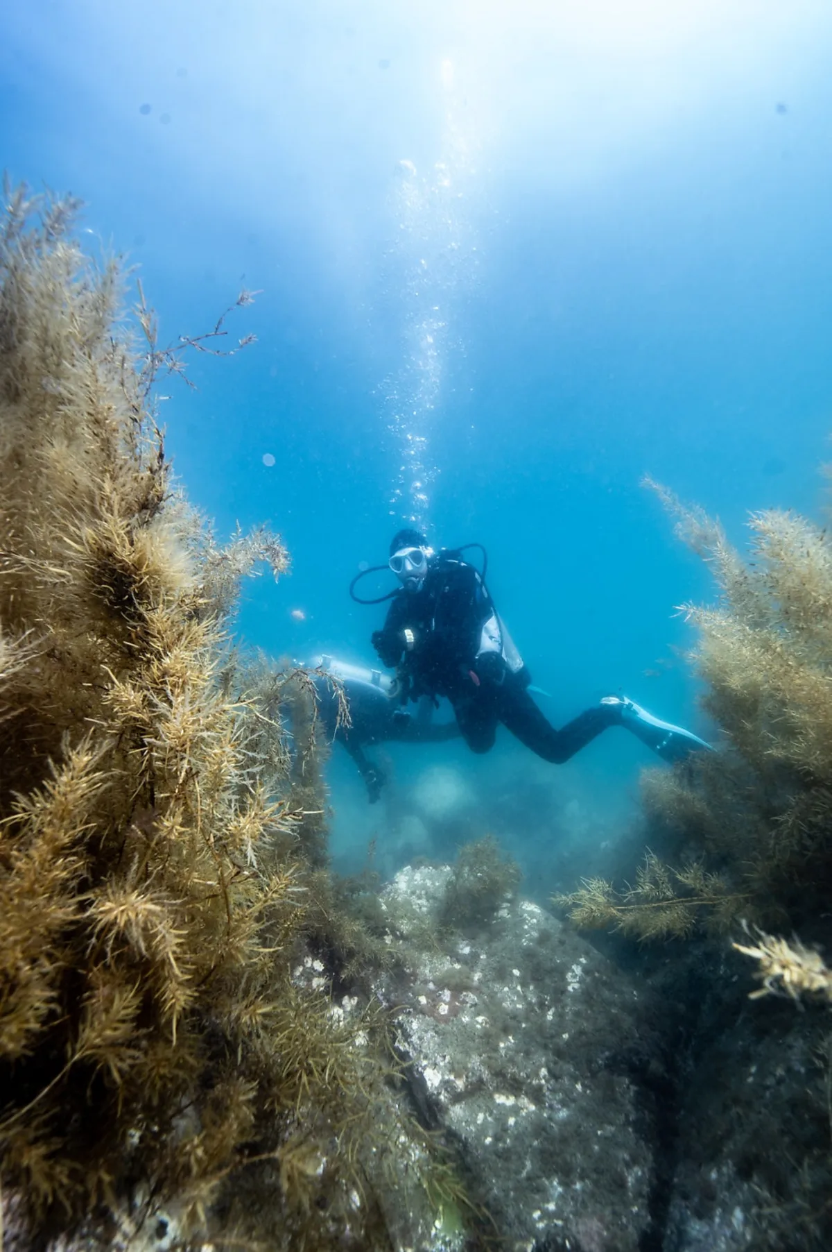 Diver swimming through a sargassum forest in Korea's East Sea in early summer