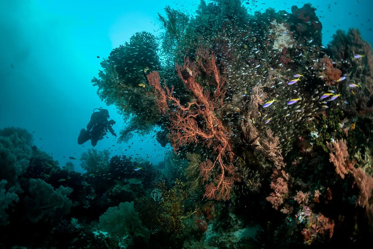Fragile coral reef beside a scuba diver, the kind of delicate life poor buoyancy control damages