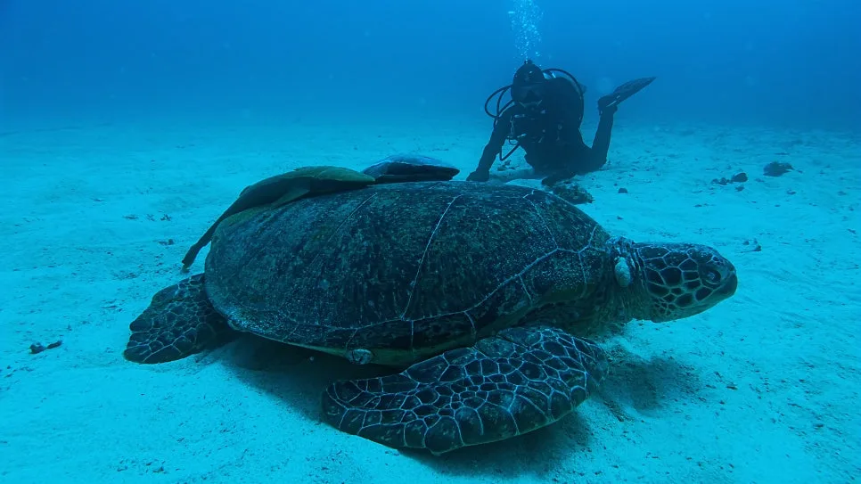 Large green sea turtle resting on the sand with a scuba diver behind it on an Okinawa dive trip