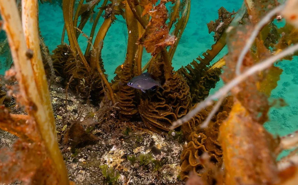 A small fish photographed close among kelp in Korean water, showing the short subject distance taught in an underwater photography course