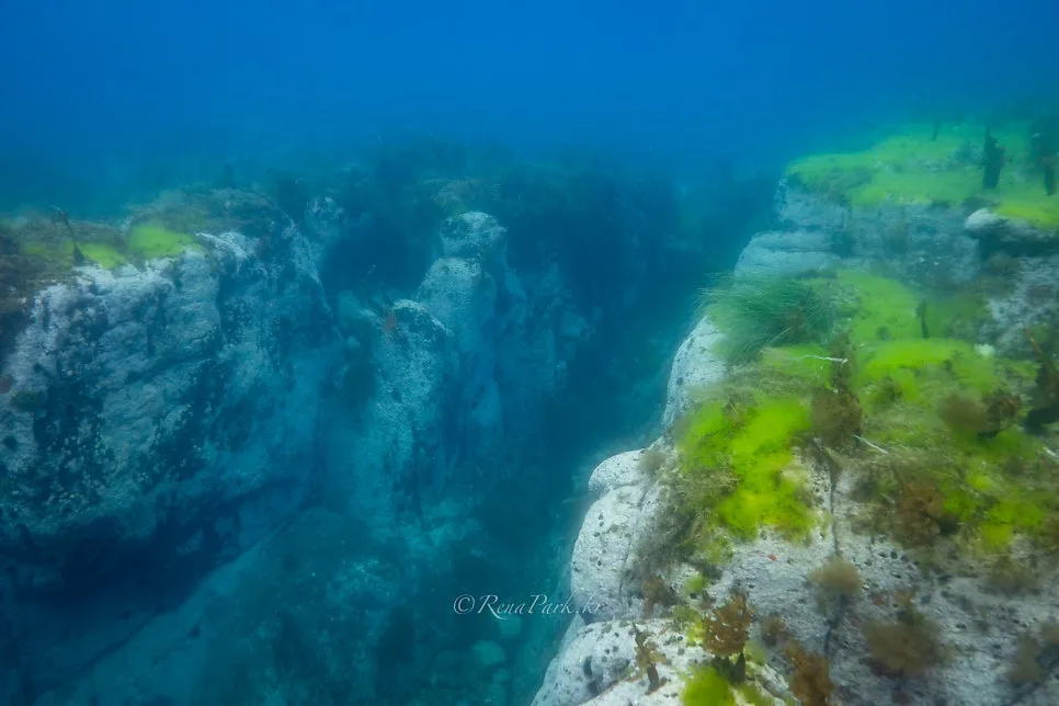 A rocky Korean reef in green-tinted water, the everyday visibility an underwater photography course in Seoul trains you to shoot in